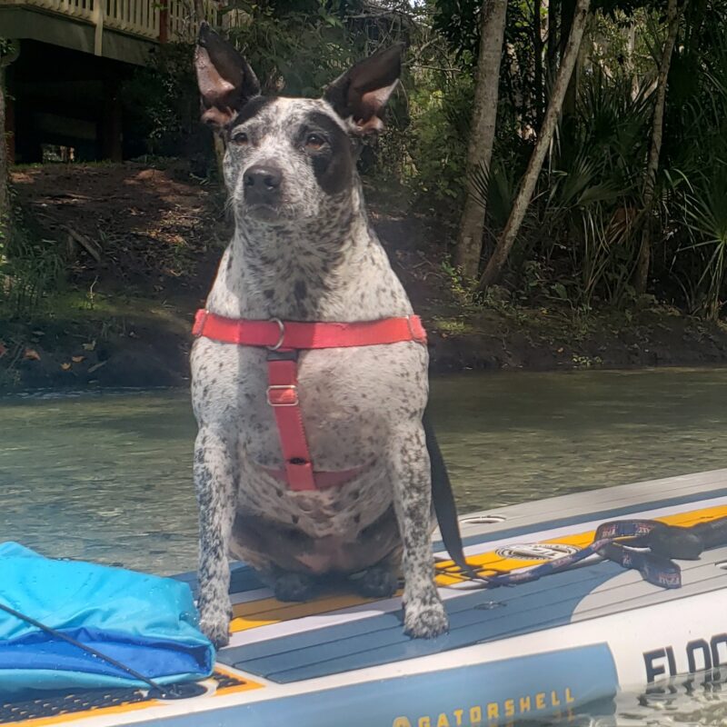 photo of Stephanie Smith, DVM's Pet'