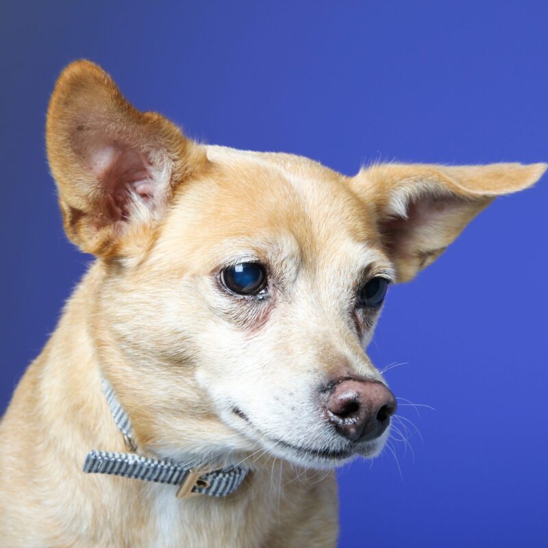 photo of Kaylie Rawls's Pet'