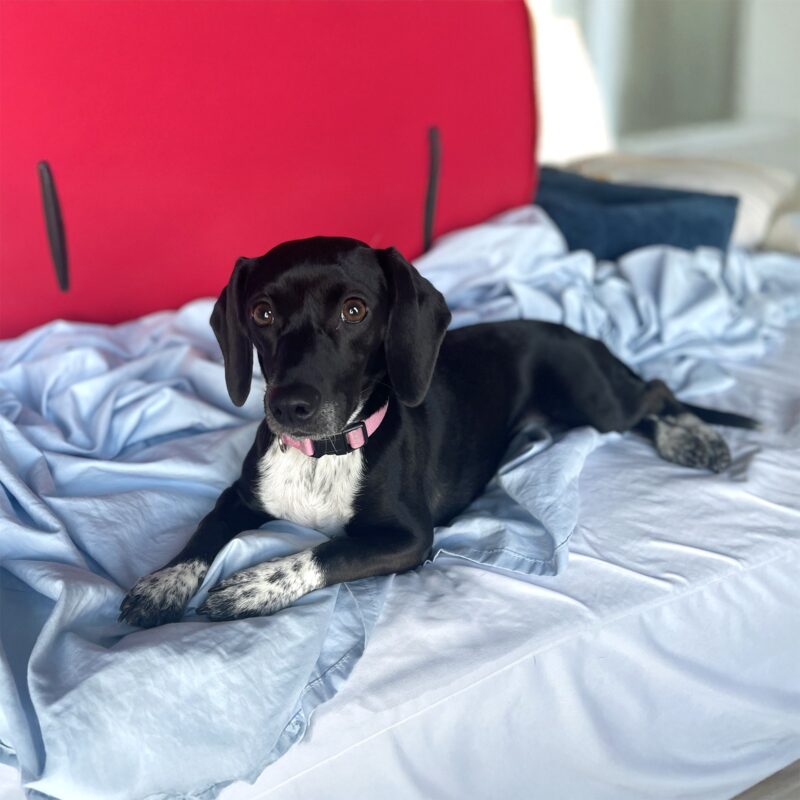 photo of Priscilla Loeffler's Pet'