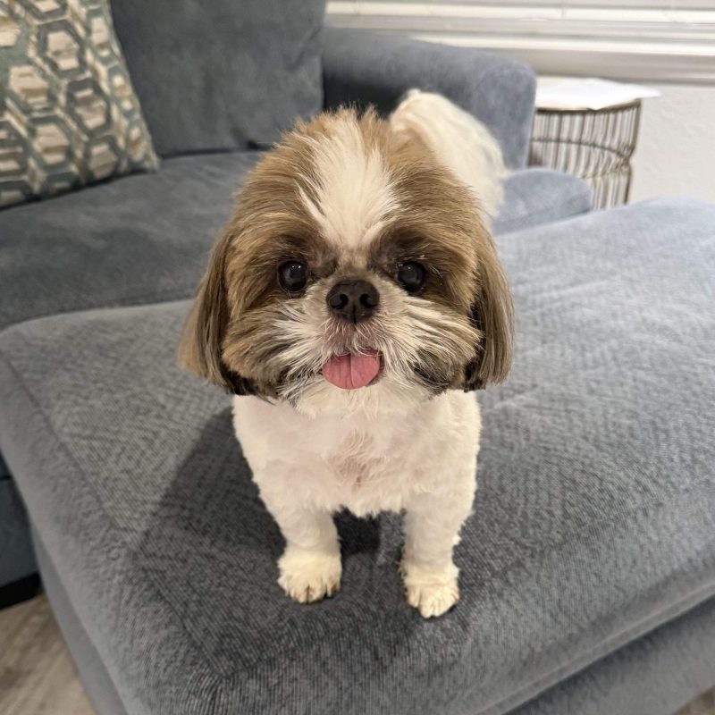 photo of Danny Ghandour's Pet'