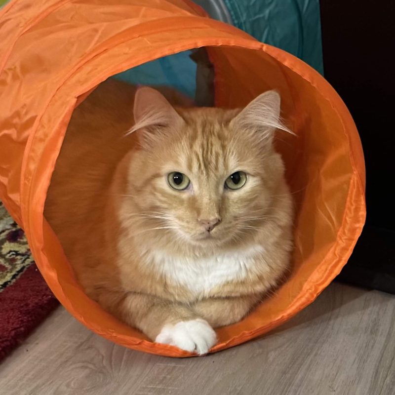 photo of Susan Gunsher's Pet'
