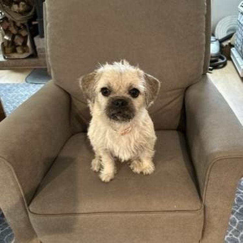 photo of Kizzy English, DVM's Pet'